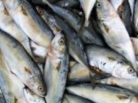 Sardina planira udvostručiti izvoz zahvaljujući ruskom tržištu