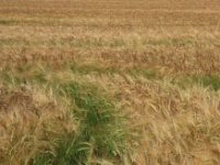 Osječka sorta pšenice "vulkan" hit u Velikoj Britaniji