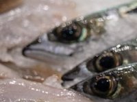 U uzgoj riba i školjkaša u Jadranu uključuje se umjetna inteligencija. Predstavljen novi projekt