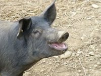 Žito kreće s otkupom crnih slavonskih svinja