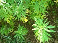 U petoj epizodi Duluma zemlje Zvonimir Kalić i njegova polja industrijske konoplje