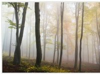 Država na javnoj dražbi prodaje stanove, zgrade, šume i voćnjake