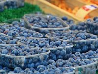 Beru se američke borovnice