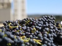 Berba u punom jeku: grožđa manje, ali vrhunske kvalitete