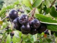 OPG Aronia exelanta - čarolije sestara Horvat od aronije i lješnjaka