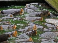 Pet godina nakon izlaska iz stečaja Ribnjaci Kupa uspješno rade