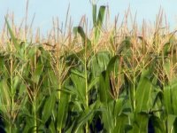 Objavljena ogromna studija: GMO kukuruz je zdraviji od običnog