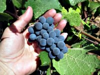 U uspješne vinograde u Zagorju uložili više od 1,5 milijuna kuna