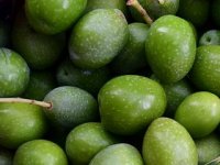 Marenda u masliniku, kampiranje na farmi - nove mogućnosti seoskog turizma