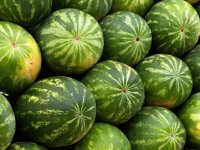 Uzgajat će i minilubenice, 15-kilašice nisu tražene