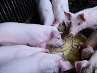 Vučković na Vijeću ministara zatražila dodatne mjere pomoći za pogođena područja