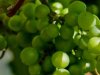 Umijeće i strast stvaraju vina na padinama Banova brda u Baranji