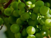 Umijeće i strast stvaraju vina na padinama Banova brda u Baranji