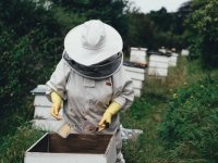 Pčelari bez pčela, pčele bez meda