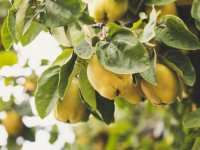 Agro Babić: Korove u voćnjacima oduvijek uklanjamo mehanički, EU sad daje poticaj za to