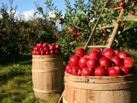 Baranjski Rabo postaje članom mađarske Mészáros Grupacije