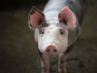 Kilogram odojka i do 50 kuna - (pre)stigao je junetinu