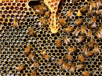 [PIONIRI KAPITALIZMA] Ivan Bračić: PIP mora svake godine osmisliti najmanje dva nova inovativna pčelinja proizvoda