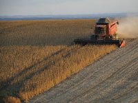 Po površinama zasijanima sjemenskom sojom Hrvatska u samom europskom vrhu