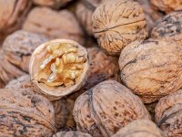 Kupio mehanizaciju i 250 sadnica oraha