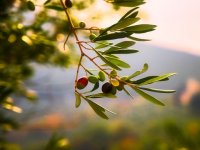 Suvremeni pristup zaštiti masline ili - može i bez pesticida
