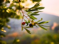 Marijo Eremut: Rezidba maslina zahtijeva najviše znanja i umješnosti