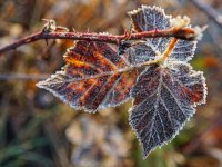 Ledeni vjetar i mraz nanijeli golemu štetu voćnjacima i vinogradima