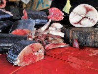 Veliki uspjeh naše najveće otočke tvornice: 900 tona svježe tune otišlo je put Japana