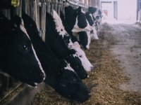 Priča o tovu junadi ili kako izgleda računica hrvatskog tovljača?