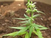 Bjelovarska zadruga sa sve više proizvoda