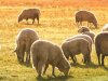 Queen Sheep obitelji Lenac: Tržište stvorili sami, a kad nisu mogli eko certifikat ishodili - halal