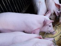 Blagdanska potražnja podigla cijene prasetine na realnu razinu?