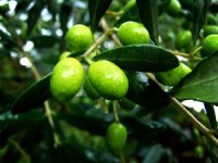 Vrtovi lunjskih maslina u novom ruhu nakon druge faze radova vrijednih 1,5 milijuna kuna