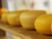 Lenđelovi od krava nisu odustali, otvaraju vlastitu siranu