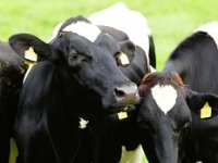 Potrošeno 17 milijuna kuna na cjepiva - BKK nije niti ušla, a tovljačima srušene cijene