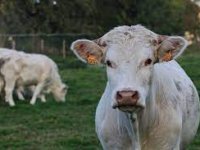 Cijene tovnih junadi i bikova na EU tržištu će rekordno rasti, ali u Hrvatskoj ostaju iste?