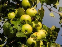 Sa 75 kupila sušaru, a u 80. godini proizvodi čips od jabuke