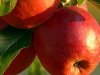 Enna Fruit: cilj je potrošačima omogućiti kupovinu po promotivnim cijenama