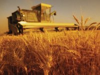 Pred seljacima najneizvjesniji otkup poljoprivrednih kultura