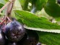 Mongolske borovnice i banane uz kukuruz