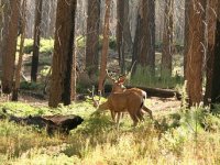 Ratare uništile štete od divljači zbog "žilet-žice"