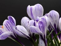 Snažan rast uvoza cvijeća