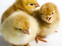 Marijan Škvorc 300 tisuća pilića godišnje grije na ukapljeni naftni plin