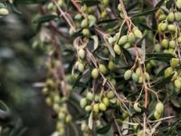 Urod dobar, ne i randman: Od 8 milijuna navodnjavamo manje od 5 posto maslina