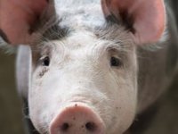 Gradi se najveća europska klaonica svinja