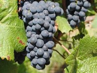 Laureat Sabatine Ante Sladić: Ako smo uzor barem jednom mladom vinaru, to je velika čast