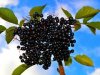 Krenulo je slučajno, danas od aronije rade marmelade, vina, likere, ali i sušenu aroniju u medu