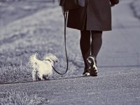 Mlada Saša zarađuje šetajući tuđe pse. Ide joj odlično, zapošljava šest ljudi