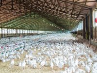 Dok leti perje oko stranih investicija