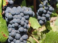 Osijek dobio laboratorij za vino